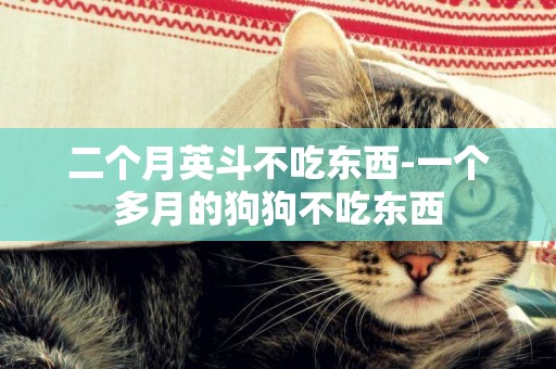 二個月英斗不吃東西-一個多月的狗狗不吃東西