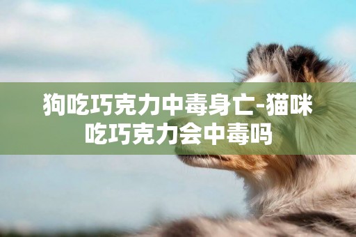 狗吃巧克力中毒身亡-貓咪吃巧克力會中毒嗎