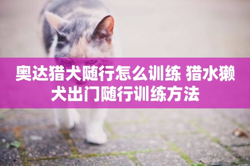 奧達獵犬隨行怎么訓練 獵水獺犬出門隨行訓練方法