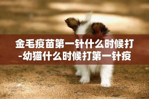 金毛疫苗第一針什么時候打-幼貓什么時候打第一針疫苗