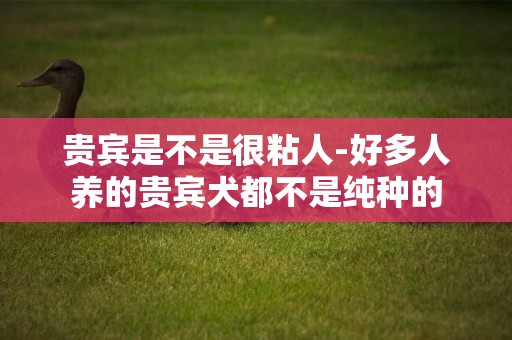 貴賓是不是很粘人-好多人養的貴賓犬都不是純種的