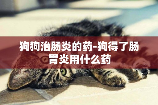 狗狗治腸炎的藥-狗得了腸胃炎用什么藥