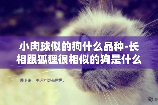 小肉球似的狗什么品種-長相跟狐貍很相似的狗是什么品種