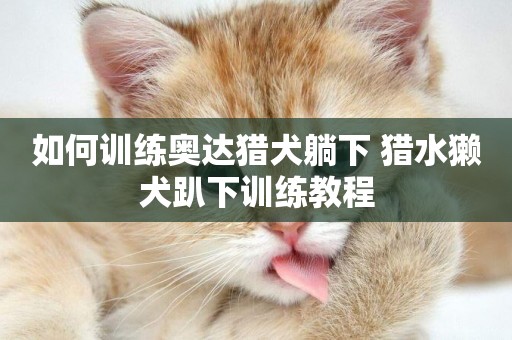 如何訓練奧達獵犬躺下 獵水獺犬趴下訓練教程