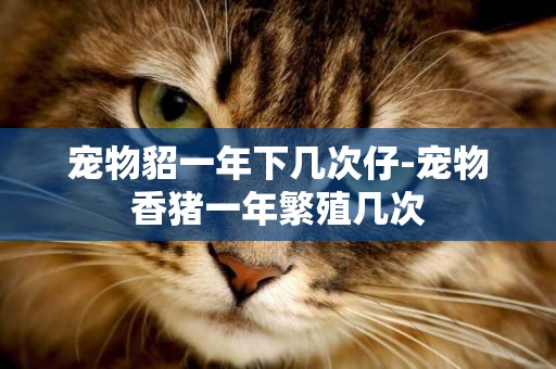 寵物貂一年下幾次仔-寵物香豬一年繁殖幾次