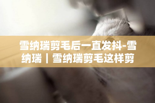 雪納瑞剪毛后一直發抖-雪納瑞｜雪納瑞剪毛這樣剪