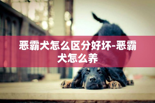 惡霸犬怎么區分好壞-惡霸犬怎么養
