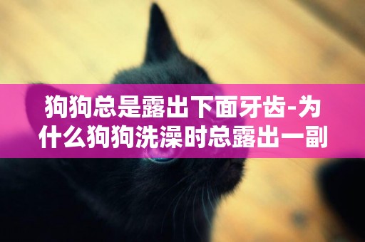 狗狗總是露出下面牙齒-為什么狗狗洗澡時總露出一副痛苦面具