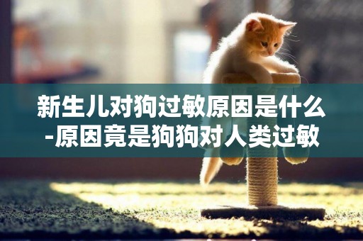 新生兒對狗過敏原因是什么-原因竟是狗狗對人類過敏