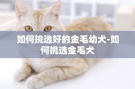 如何挑選好的金毛幼犬-如何挑選金毛犬