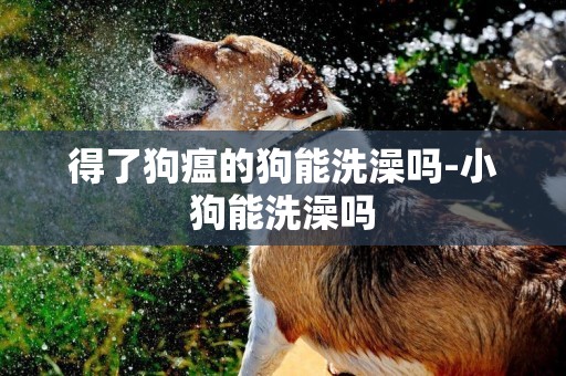 得了狗瘟的狗能洗澡嗎-小狗能洗澡嗎