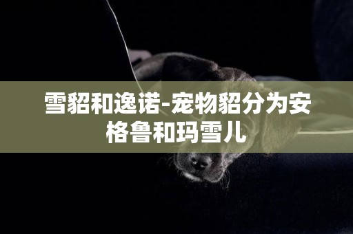 雪貂和逸諾-寵物貂分為安格魯和瑪雪兒