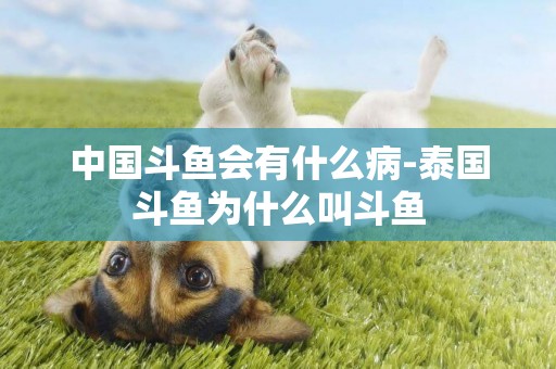 中國斗魚會有什么病-泰國斗魚為什么叫斗魚