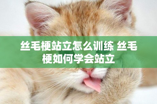 絲毛梗站立怎么訓練 絲毛梗如何學會站立