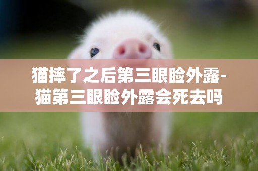 貓摔了之后第三眼瞼外露-貓第三眼瞼外露會死去嗎