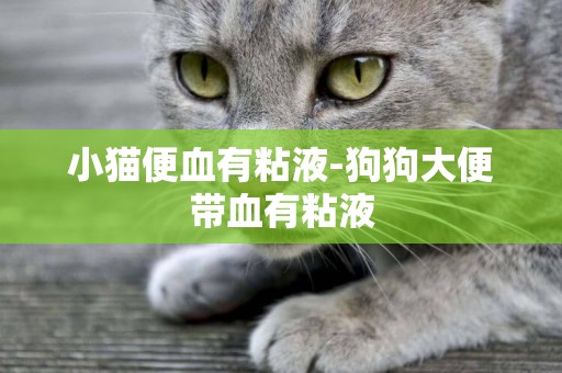 小貓便血有粘液-狗狗大便帶血有粘液