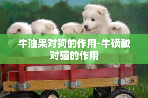 牛油果對狗的作用-牛磺酸對貓的作用
