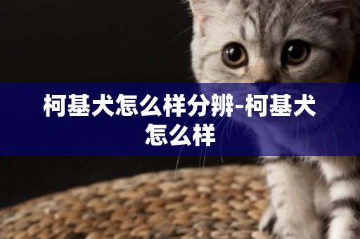 柯基犬怎么樣分辨-柯基犬怎么樣