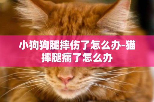 小狗狗腿摔傷了怎么辦-貓摔腿瘸了怎么辦