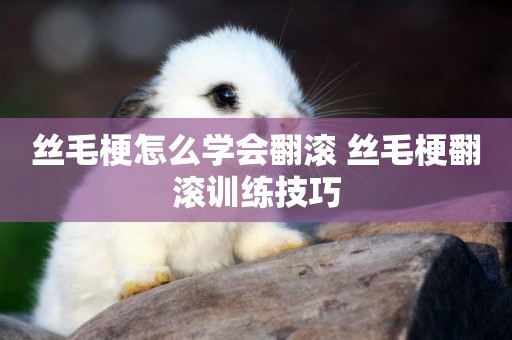 絲毛梗怎么學會翻滾 絲毛梗翻滾訓練技巧