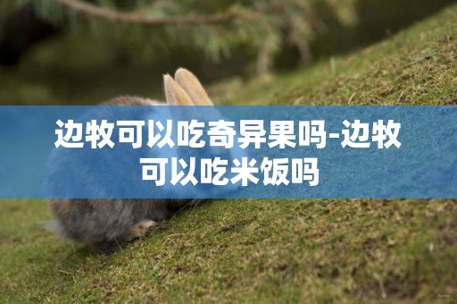 邊牧可以吃奇異果嗎-邊牧可以吃米飯嗎