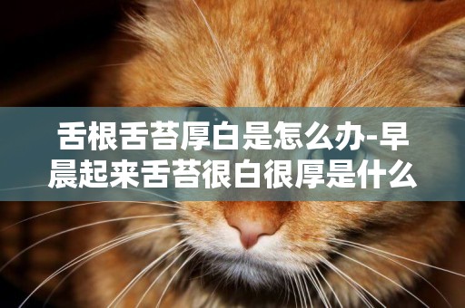 舌根舌苔厚白是怎么辦-早晨起來舌苔很白很厚是什么原因教你看舌苔辨知身體健康