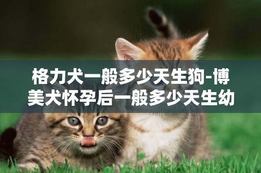 格力犬一般多少天生狗-博美犬懷孕后一般多少天生幼崽