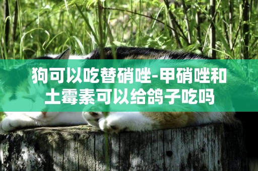 狗可以吃替硝唑-甲硝唑和土霉素可以給鴿子吃嗎