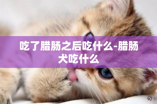 吃了臘腸之后吃什么-臘腸犬吃什么