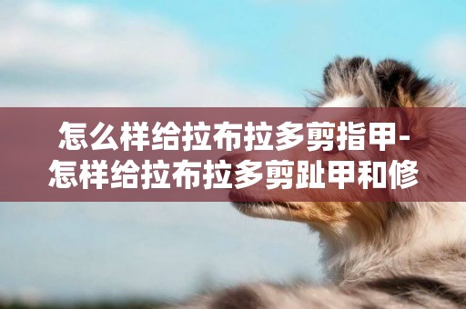 怎么樣給拉布拉多剪指甲-怎樣給拉布拉多剪趾甲和修剪腳底毛