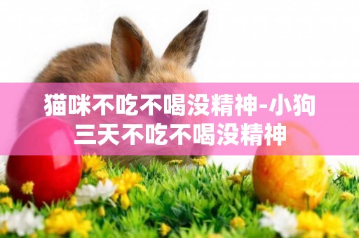 貓咪不吃不喝沒精神-小狗三天不吃不喝沒精神