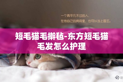 短毛貓毛搟氈-東方短毛貓毛發怎么護理