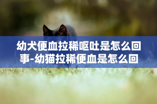 幼犬便血拉稀嘔吐是怎么回事-幼貓拉稀便血是怎么回事