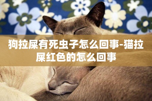 狗拉屎有死蟲子怎么回事-貓拉屎紅色的怎么回事