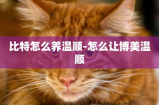 比特怎么養溫順-怎么讓博美溫順