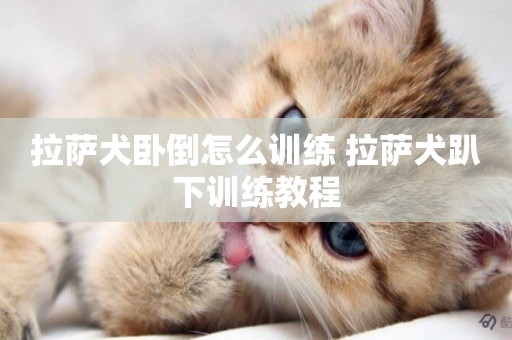 拉薩犬臥倒怎么訓練 拉薩犬趴下訓練教程