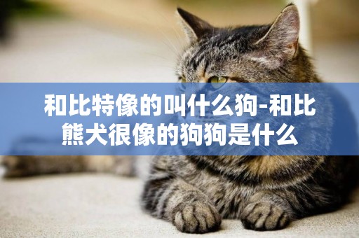和比特像的叫什么狗-和比熊犬很像的狗狗是什么