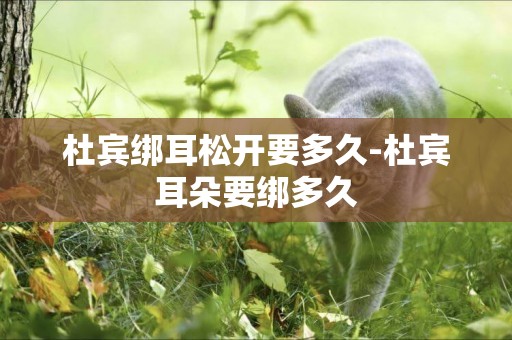 杜賓綁耳松開要多久-杜賓耳朵要綁多久