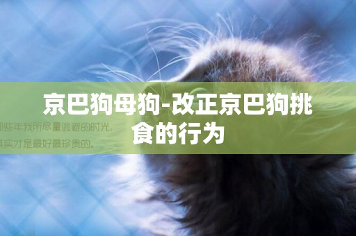 京巴狗母狗-改正京巴狗挑食的行為