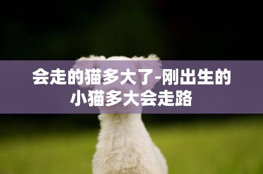 會走的貓多大了-剛出生的小貓多大會走路