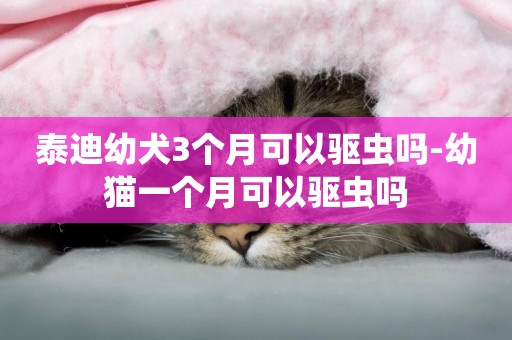 泰迪幼犬3個月可以驅蟲嗎-幼貓一個月可以驅蟲嗎