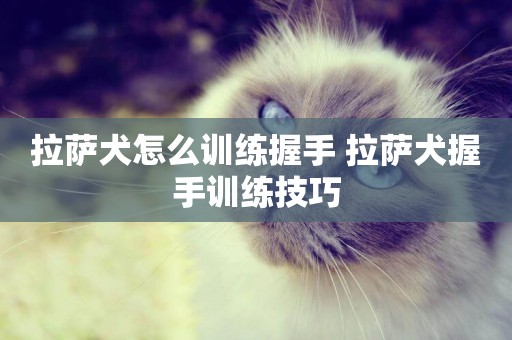 拉薩犬怎么訓練握手 拉薩犬握手訓練技巧