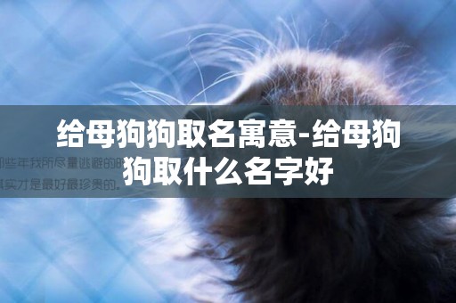 給母狗狗取名寓意-給母狗狗取什么名字好