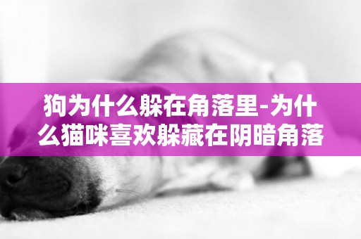 狗為什么躲在角落里-為什么貓咪喜歡躲藏在陰暗角落里