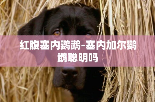 紅腹塞內鸚鵡-塞內加爾鸚鵡聰明嗎