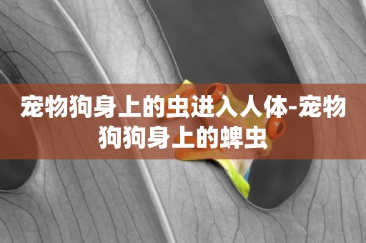 寵物狗身上的蟲進入人體-寵物狗狗身上的蜱蟲