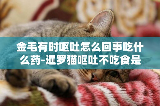金毛有時嘔吐怎么回事吃什么藥-暹羅貓嘔吐不吃食是怎么回事