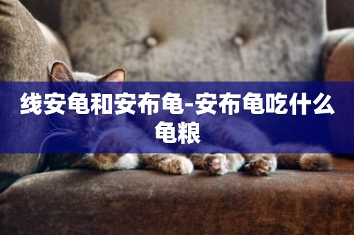 線安龜和安布龜-安布龜吃什么龜糧