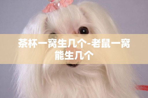 茶杯一窩生幾個-老鼠一窩能生幾個