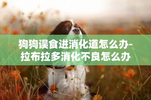 狗狗誤食進消化道怎么辦-拉布拉多消化不良怎么辦